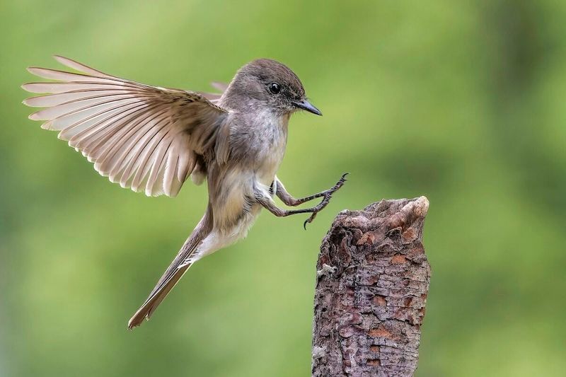 Eastern Phoebe