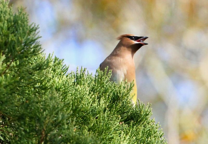 Eastern Red Cedar