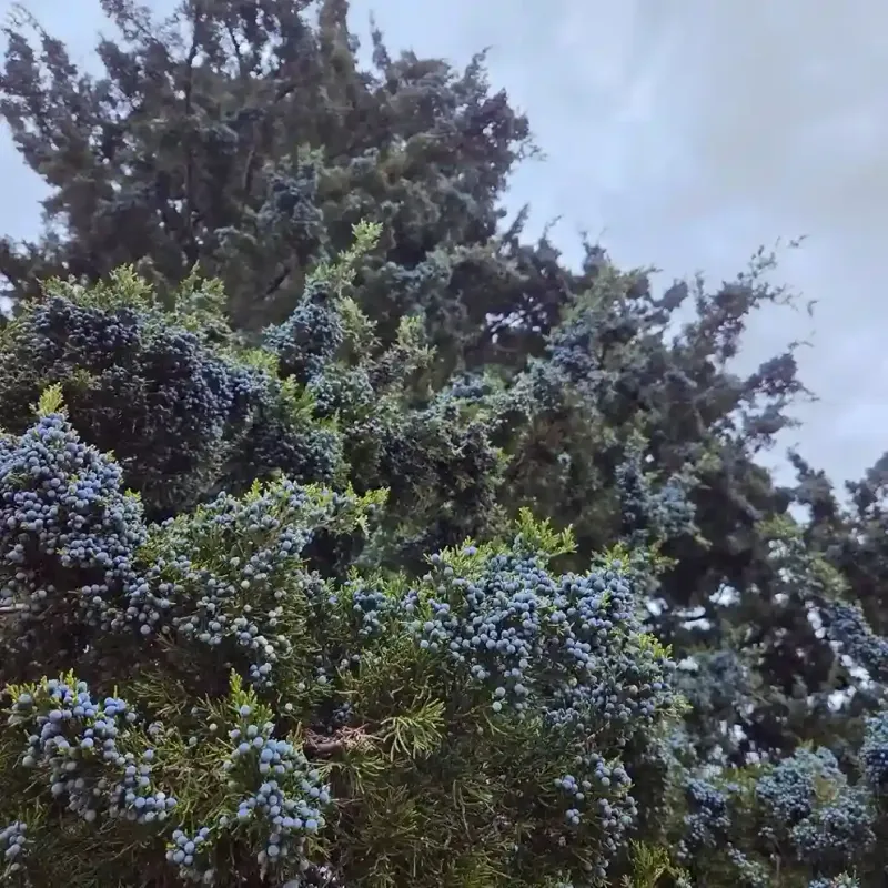 Eastern Red Cedar