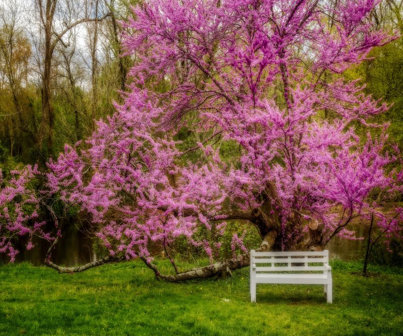 Eastern Redbud