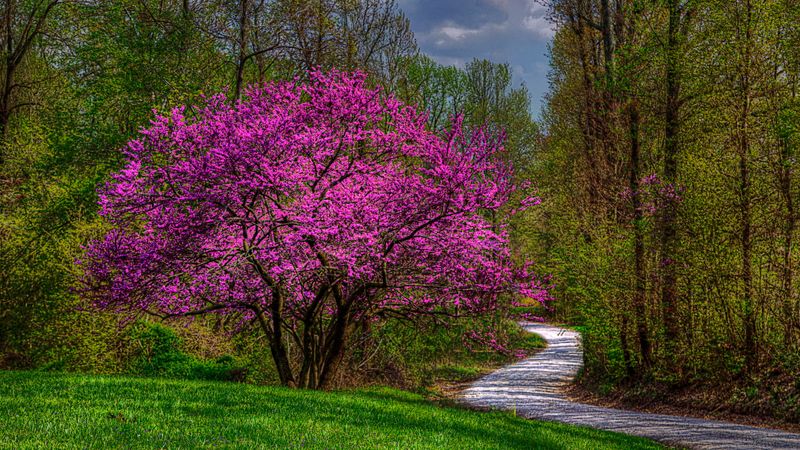 Eastern Redbuds (Leave Alone Until Spring)