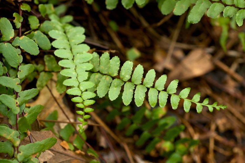 Ebony Spleenwort