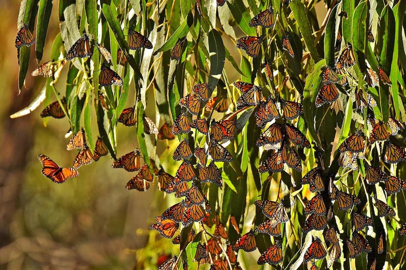 Ellwood Mesa Monarch Grove Ellwood Mesa Monarch Grove