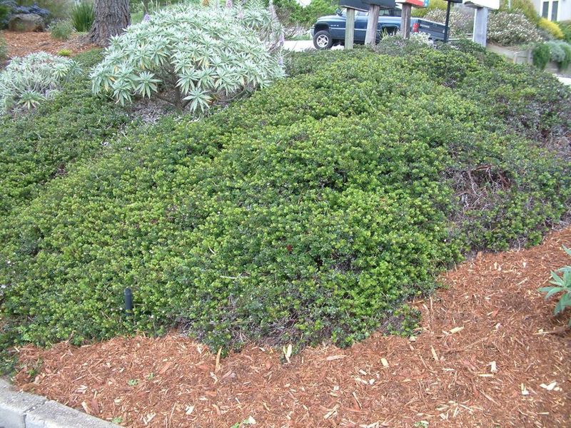 Emerald Carpet Manzanita