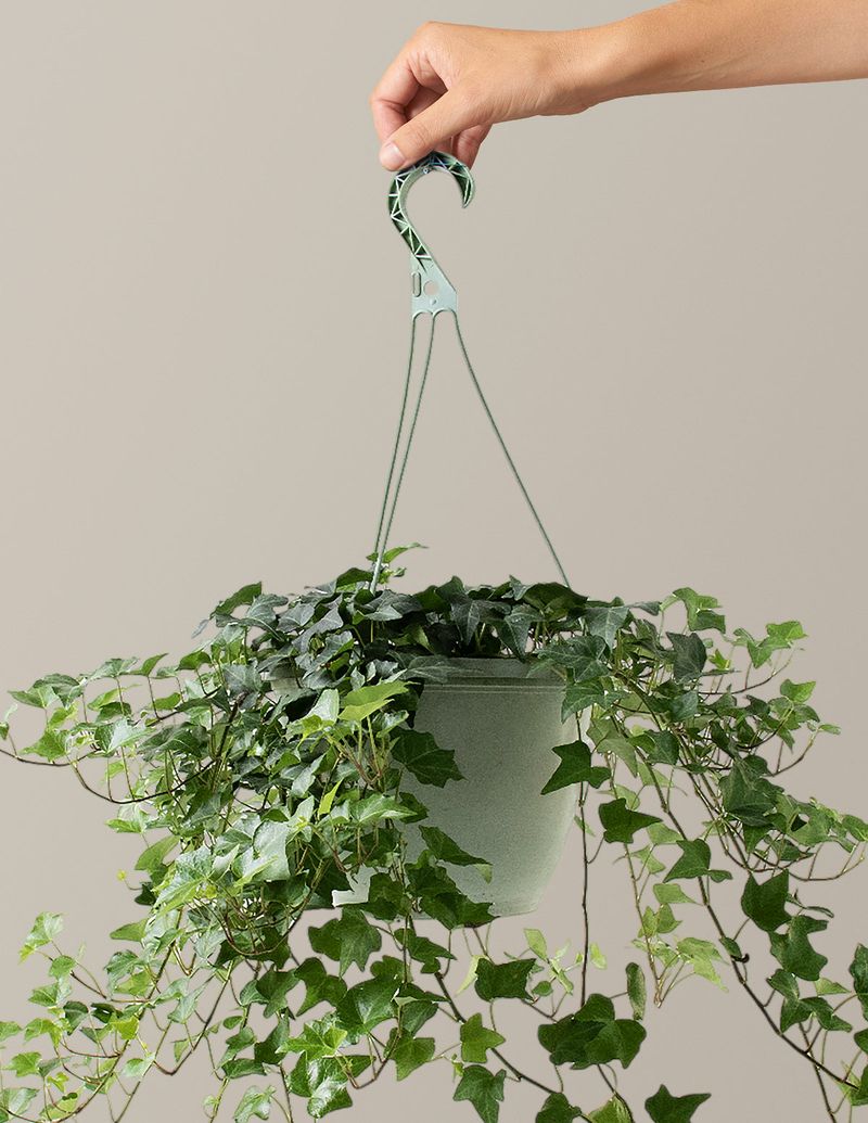English Ivy