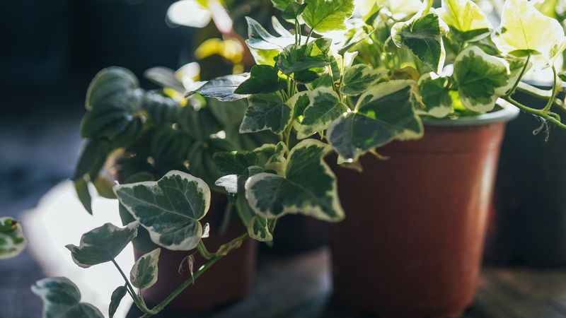 English Ivy