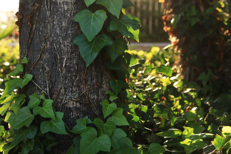 English Ivy