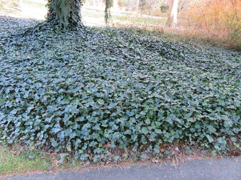 English ivy can be invasive in parts of the South English ivy can be invasive in parts of the South