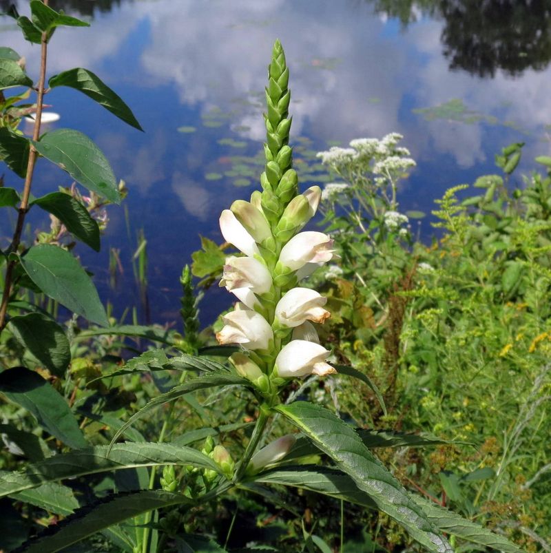 Enjoy its late-season flowers