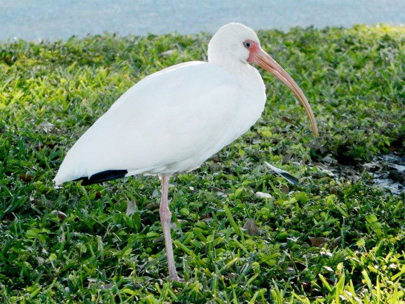 Enjoy the visit without feeding the ibis