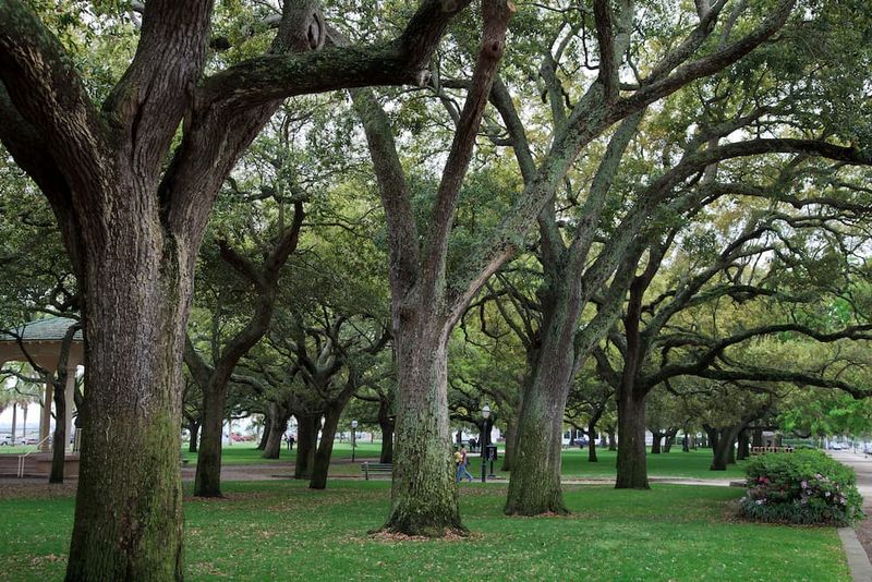 Escarpment Live Oak Escarpment Live Oak