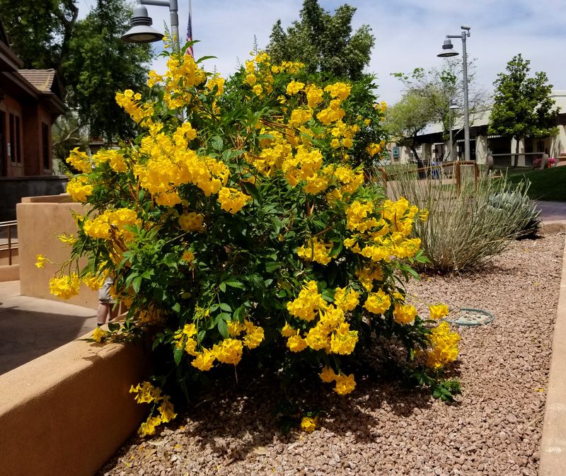 Esperanza (Yellow Bells)
