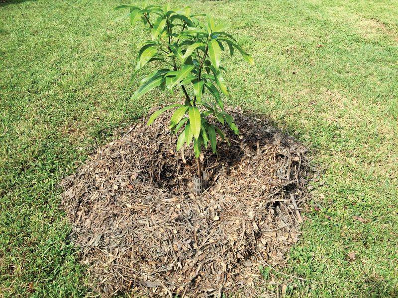 Establish the tree before expecting it to thrive