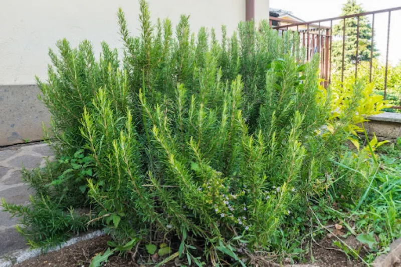 Established rosemary rarely needs fertilizer