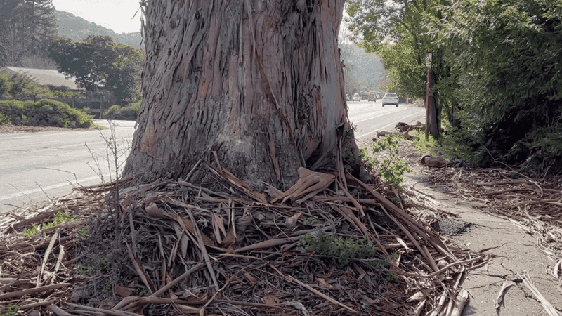 Eucalyptus Eucalyptus