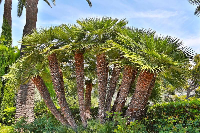 European Fan Palm