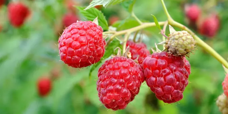 Everbearing Raspberry