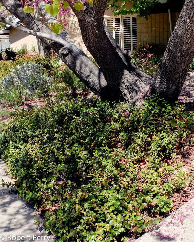 Evergreen Currant Evergreen Currant
