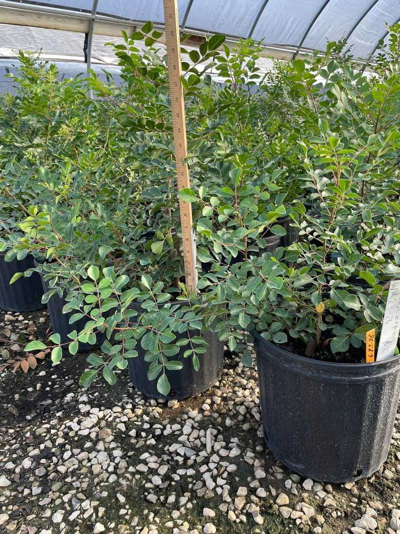 Evergreen Sumac