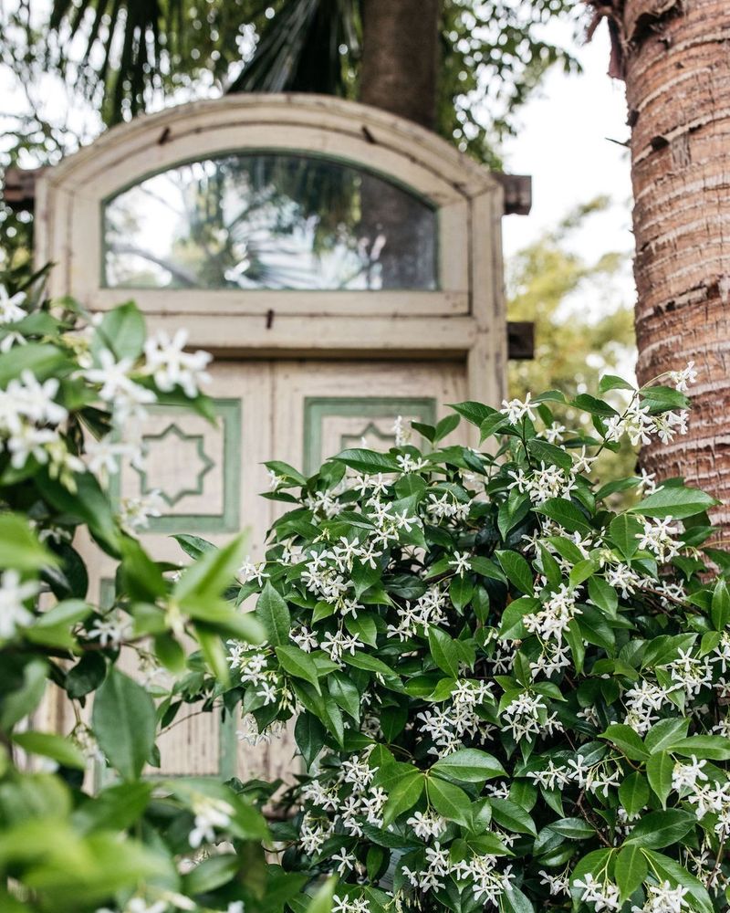 Evergreen foliage carries the display between blooms