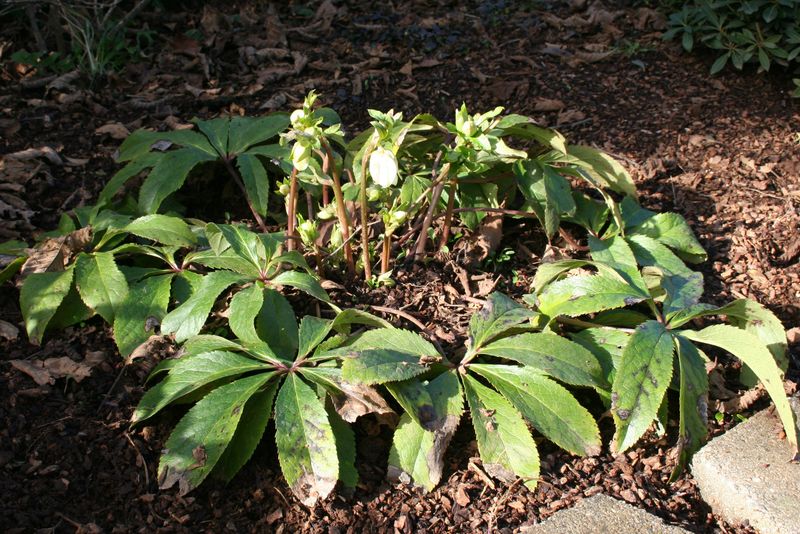 Evergreen leaves still need seasonal attention