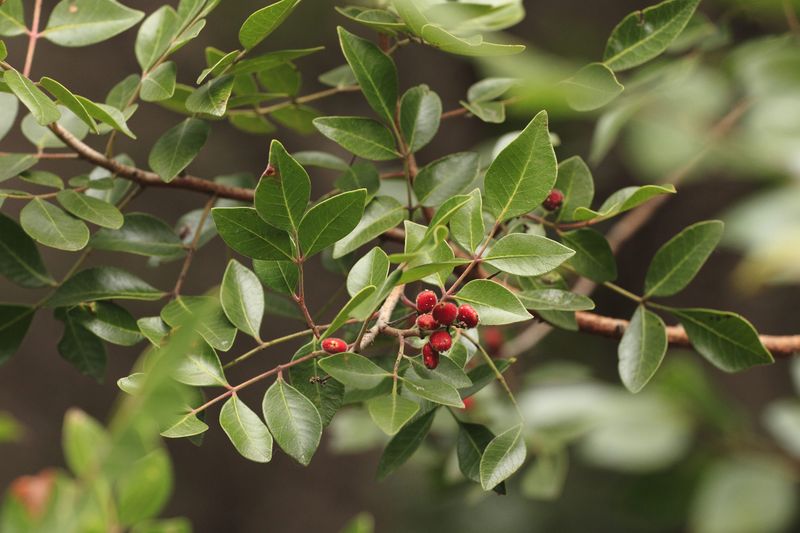 Evergreen sumac offers a useful native option