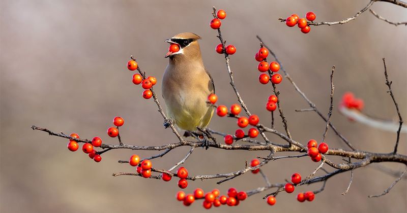 Expect Wildlife to Feed on Its Own Schedule