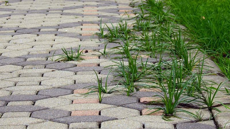 Expect a burn-down, not a weed-free edge Expect a burn-down, not a weed-free edge