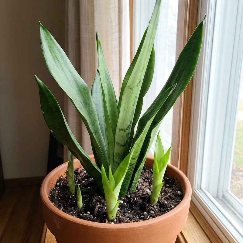 Expect a fuller pot, not a guaranteed flush of pups