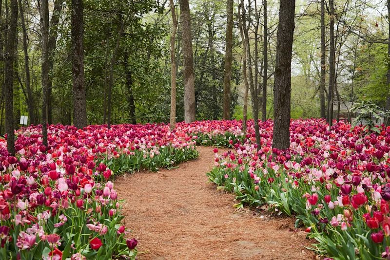 Expect a seasonal tulip display, not reliable returns
