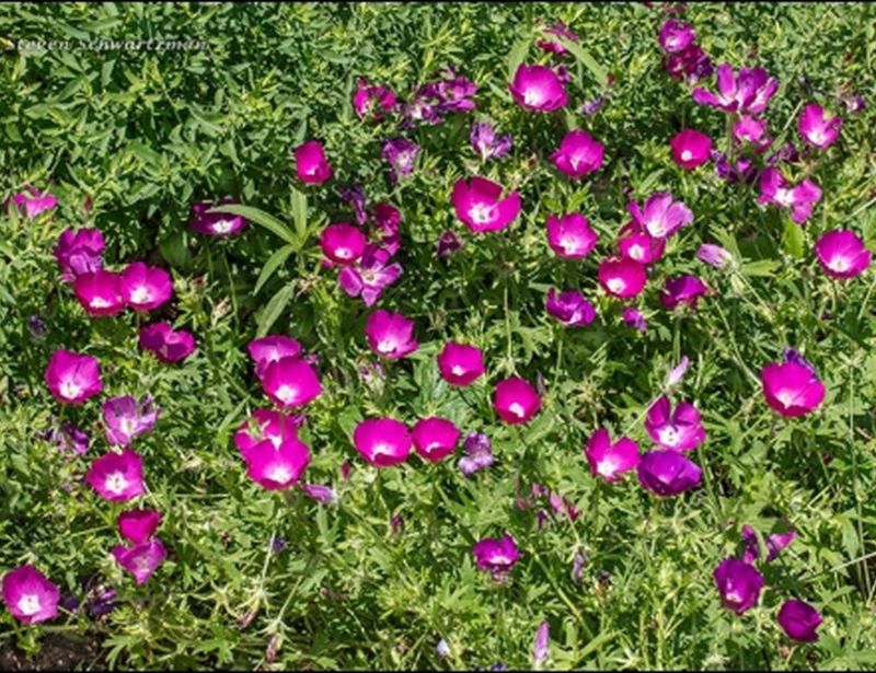 Expect a spreading plant, not an instant carpet