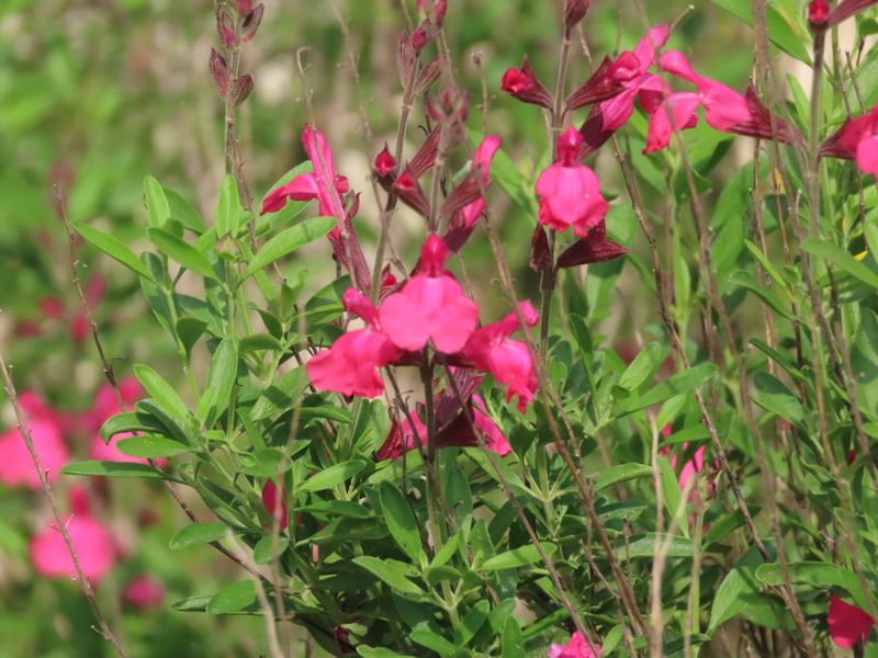Expect fresh growth, not a guaranteed flower count Expect fresh growth, not a guaranteed flower count