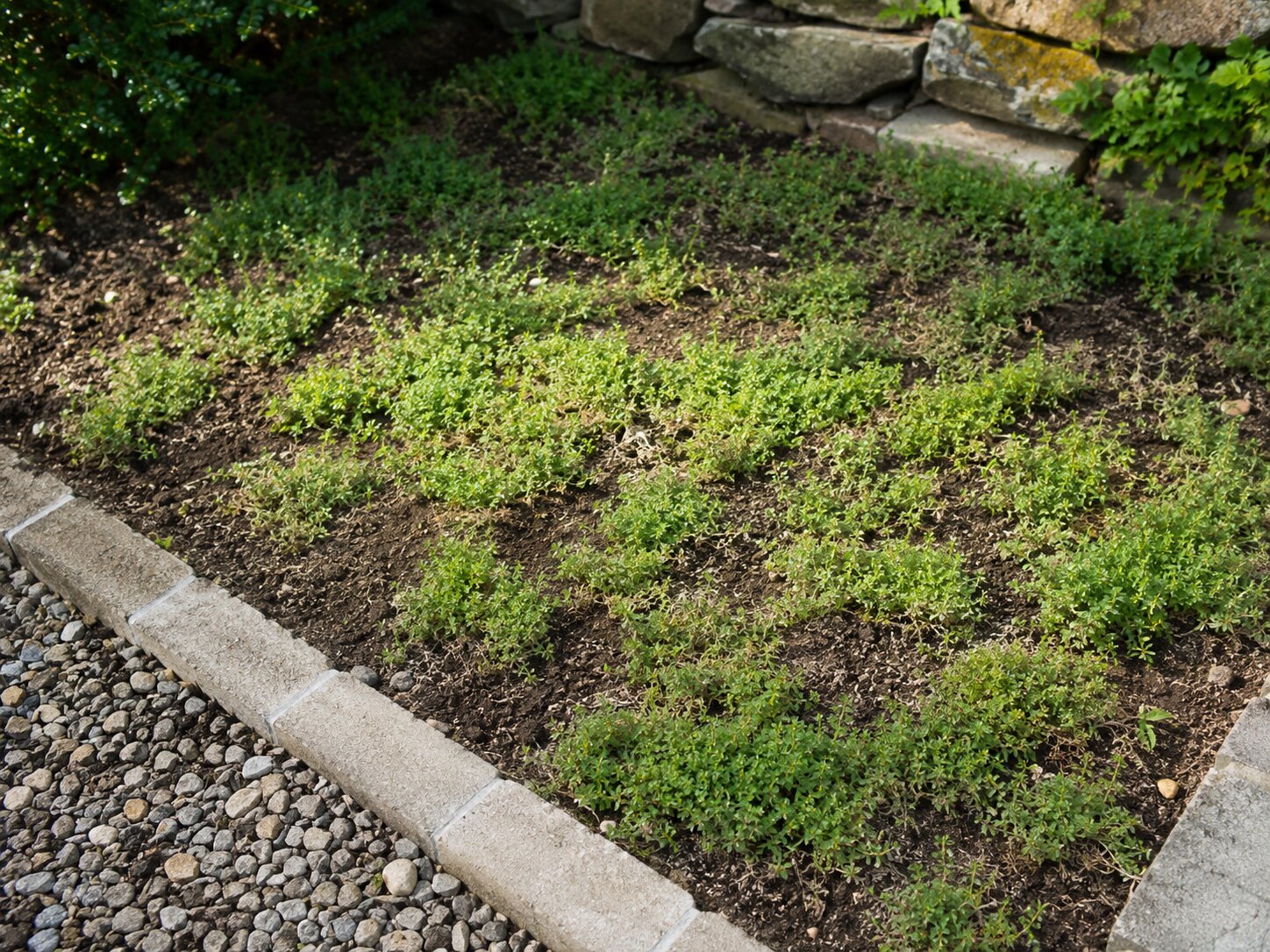 Expect gradual coverage, not a weed-proof carpet