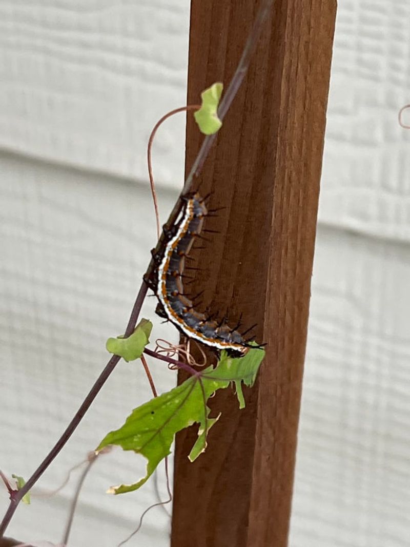 Expect leaf-chewing and make an informed screen-or-habitat choice Expect leaf-chewing and make an informed screen-or-habitat choice
