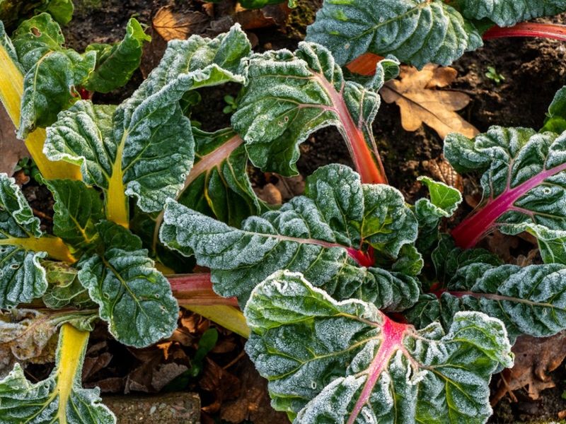 Expect light-frost tolerance, not freeze-proof plants Expect light-frost tolerance, not freeze-proof plants