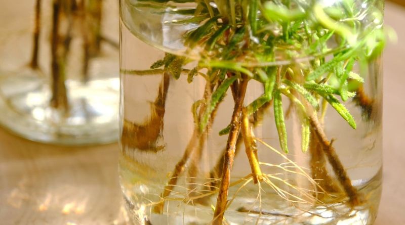 Expect roots to take weeks, not days Expect roots to take weeks, not days
