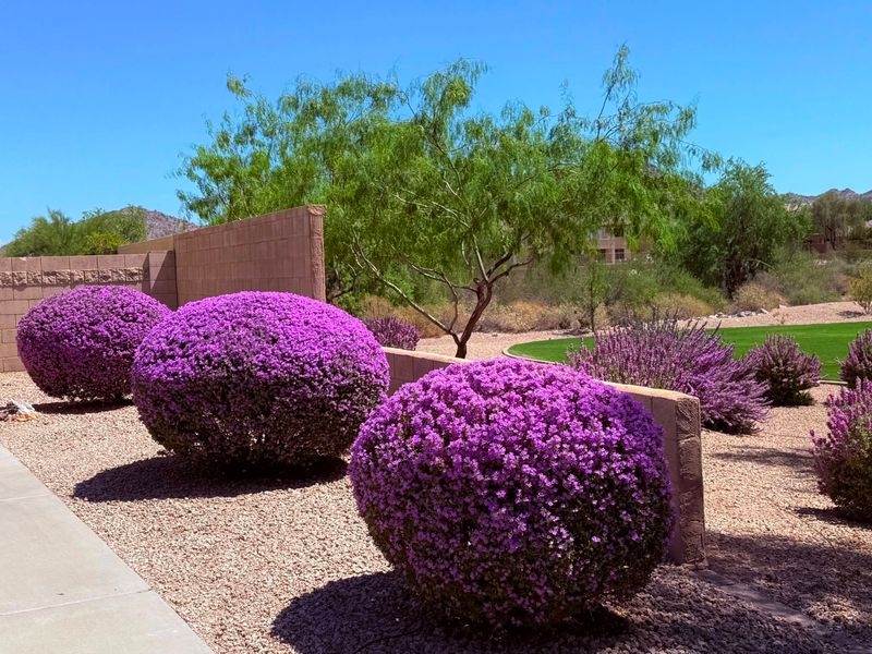 Expect silver foliage, not scheduled blooms