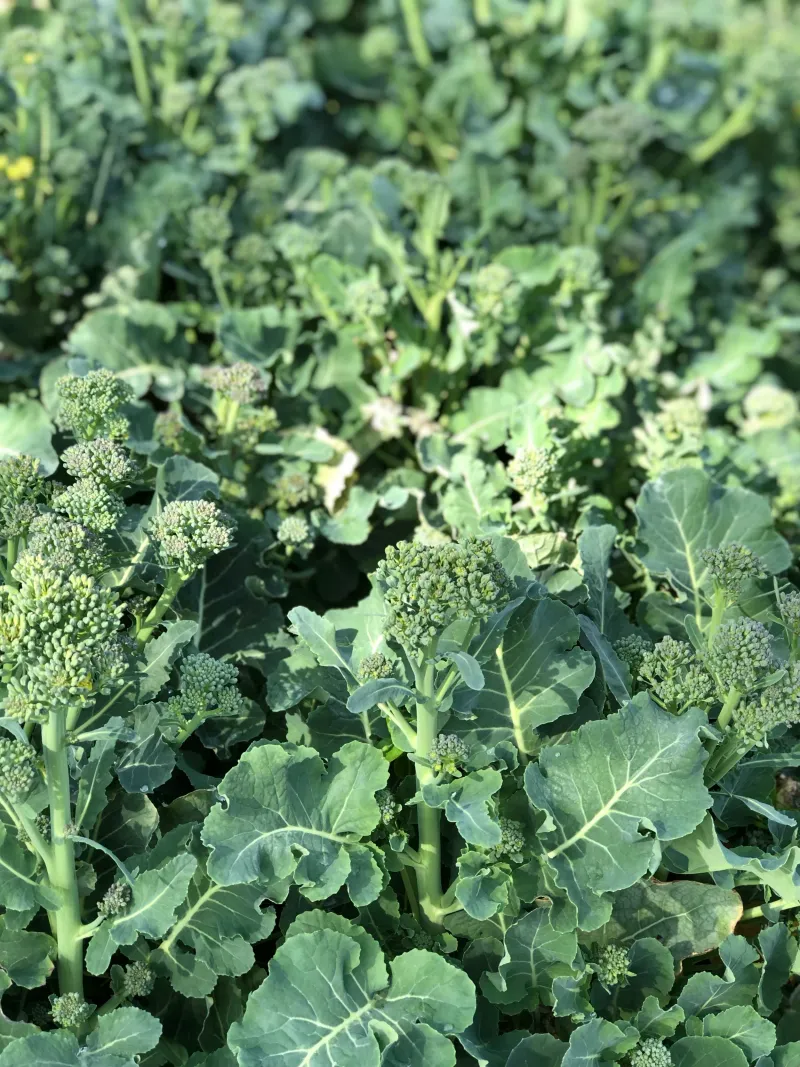 Expect smaller shoots and a harvest that depends on conditions