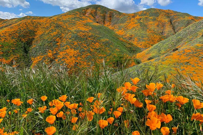 Expect spring color, not a guaranteed blanket of flowers