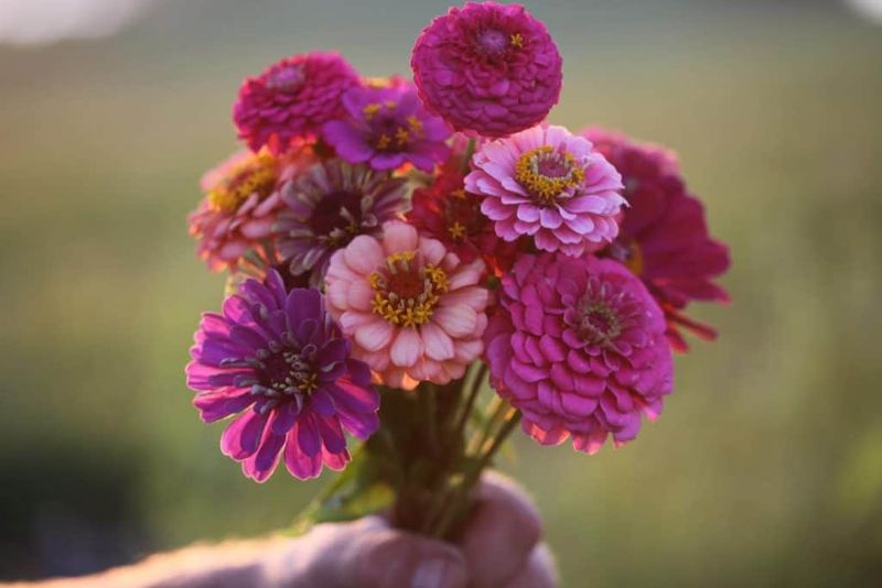 Expect variation in next year’s flowers