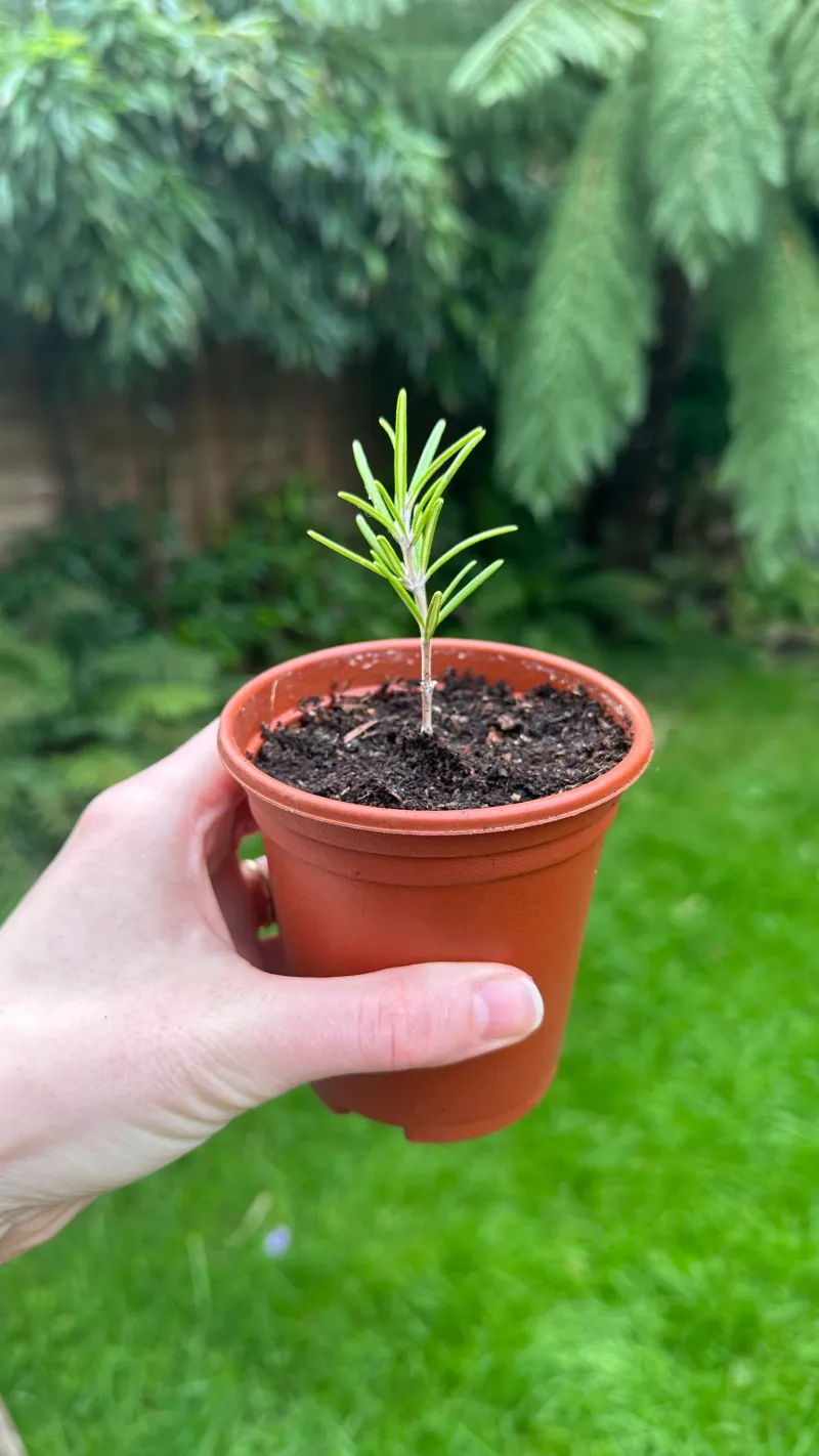 Expect weeks of rooting and some failed cuttings Expect weeks of rooting and some failed cuttings