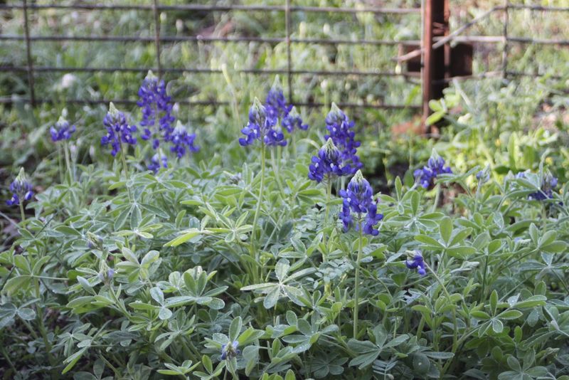 Expect winter rosettes and a variable spring show