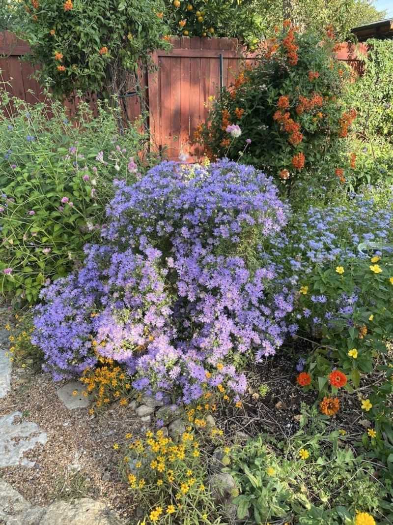 Fall Aster Fall Aster