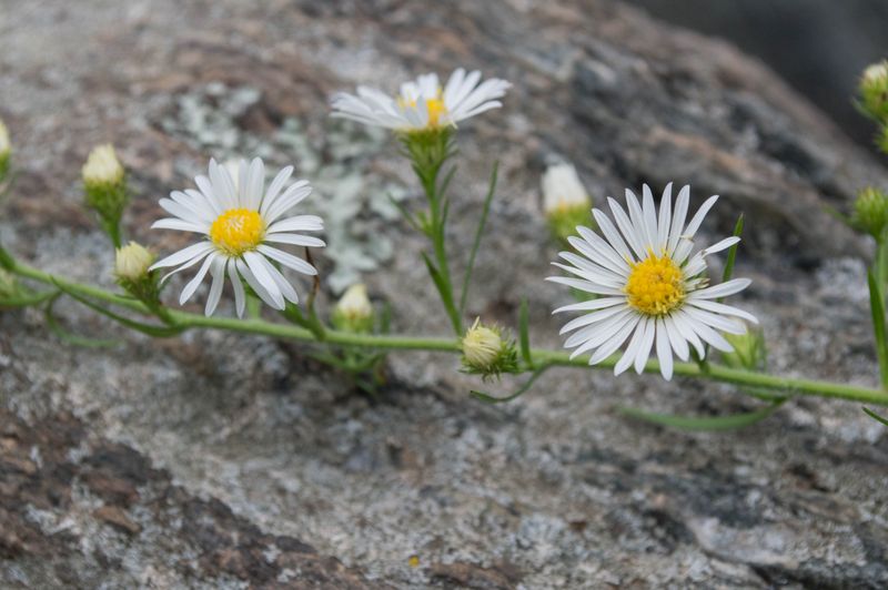 Fall Aster White Form