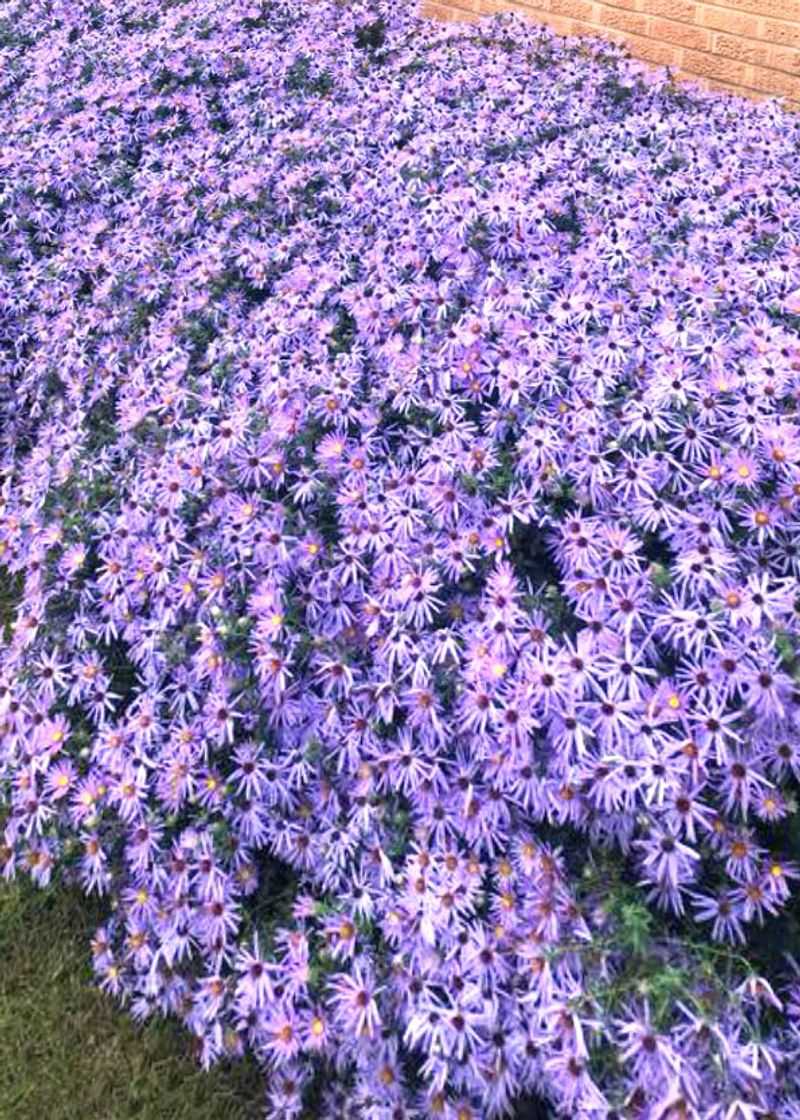 Fall Aster