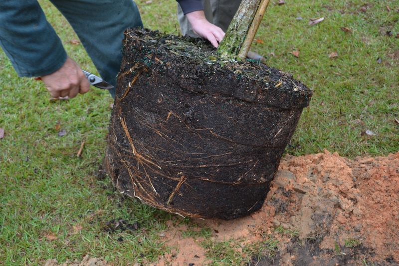 Fall Planting Supports Establishment, Not Instant Results Fall Planting Supports Establishment, Not Instant Results