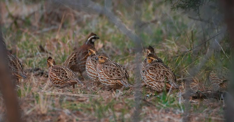 Fall Sightings May Reflect Coveys, Not Migration