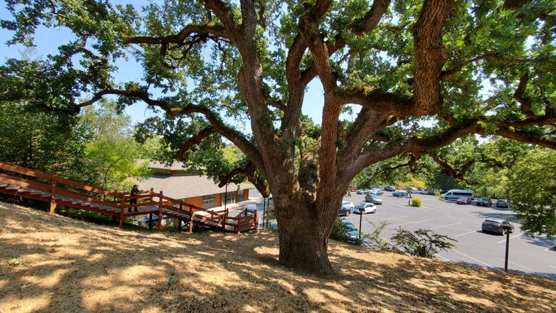 Fall acorn drop fits the live oak’s seasonal cycle
