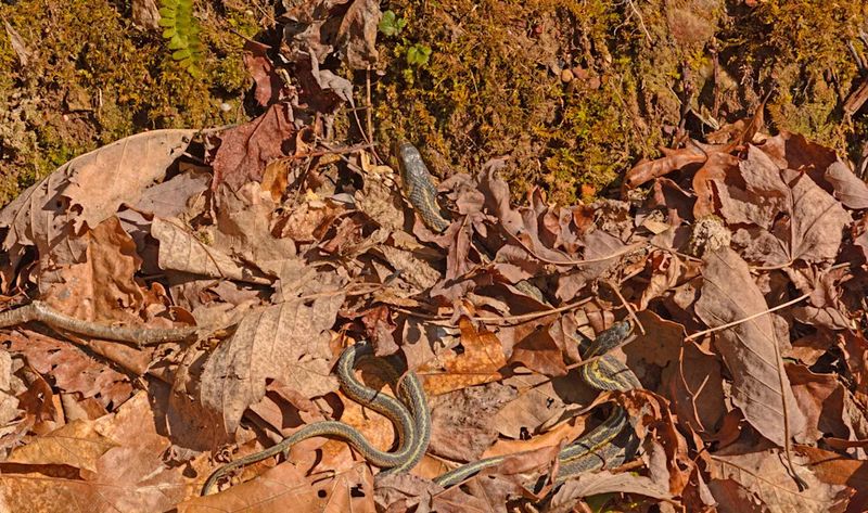 Fall activity depends on species and place Fall activity depends on species and place