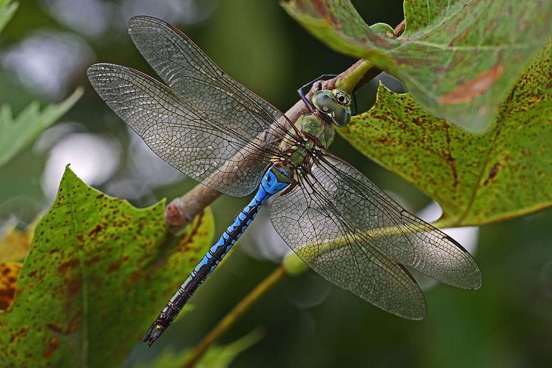 Fall activity depends on the dragonfly species Fall activity depends on the dragonfly species